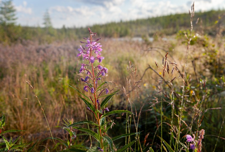 Растительный мир Якутии