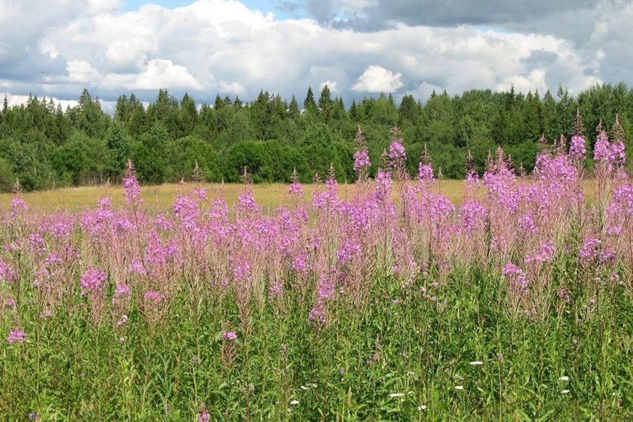Травы Алтая буквица