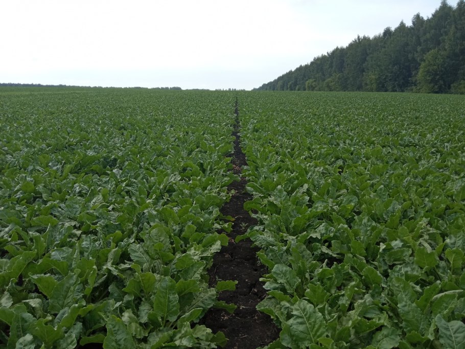 Клевер красный