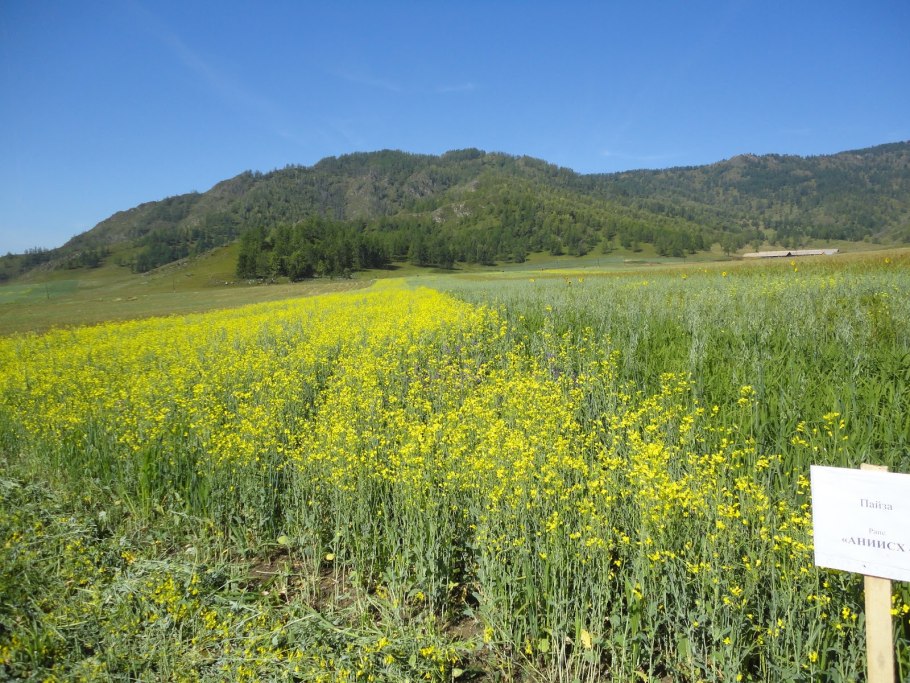 Родина просо