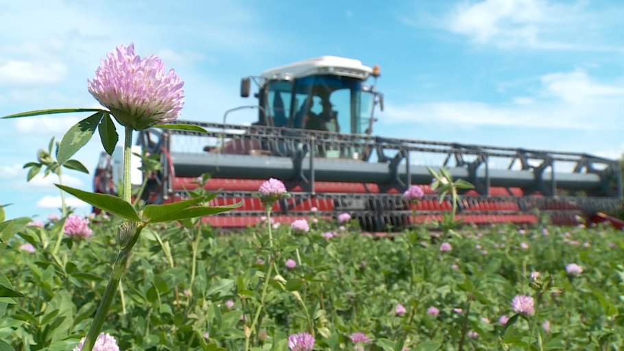 Травы Урала дикорастущие