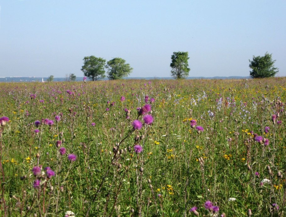 Растительный мир Кировской области Луга