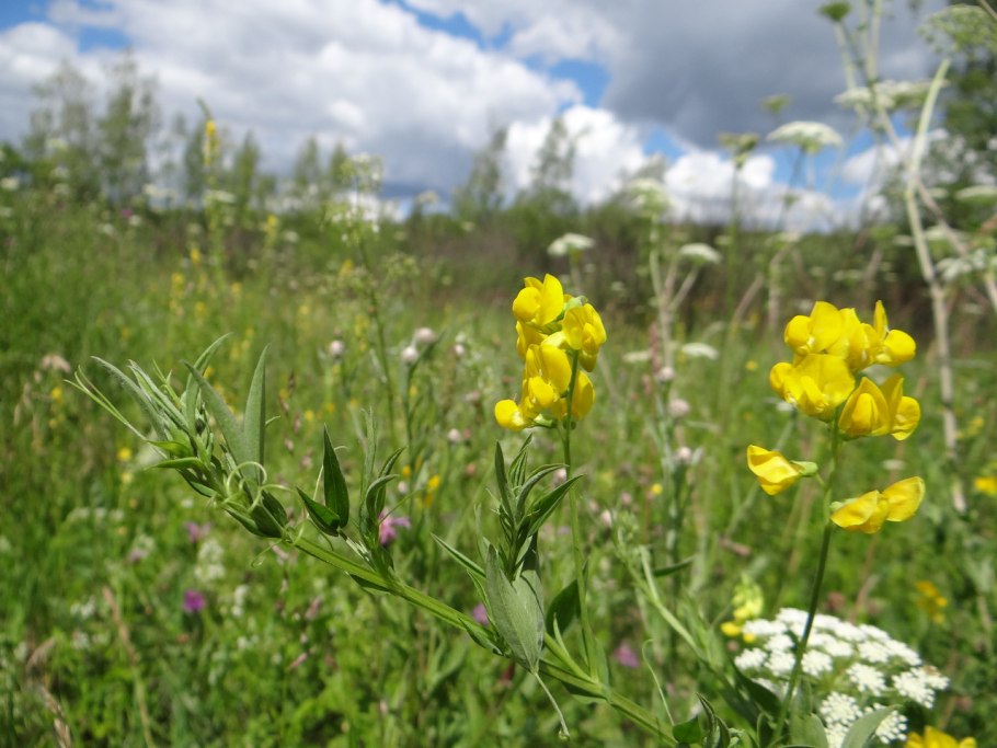 Чина Луговая — Lathyrus pratensis l