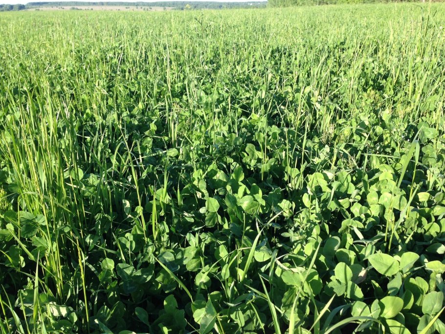 Растительный мир Латвии