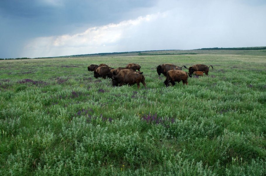 Галега Восточная (козлятник)