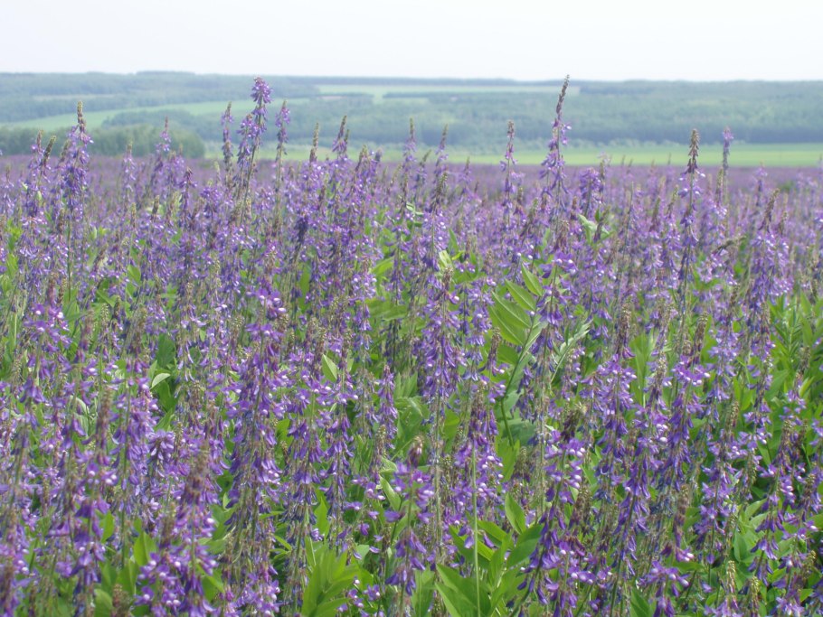 Плейстоценовый парк Якутия
