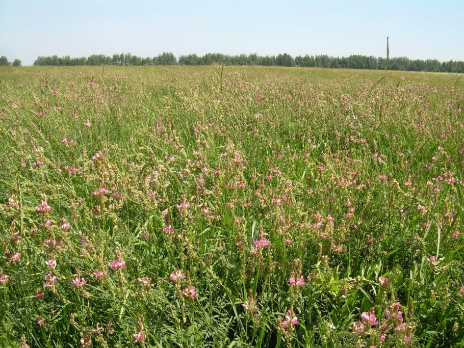 Луговой пастбищный агроландшафт
