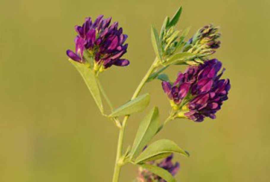 Ковыль ячмень гривастый (Hordeum jubatum)