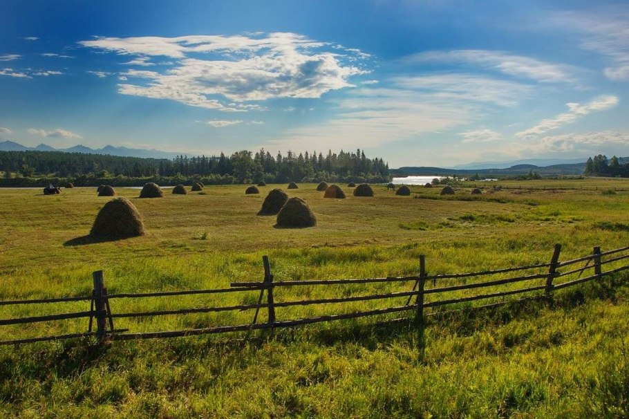 Клевер медонос
