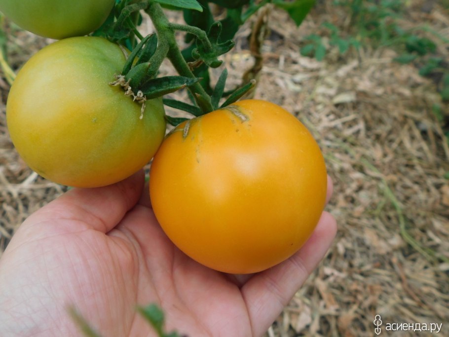Сорт помидор фиолетовая хурма