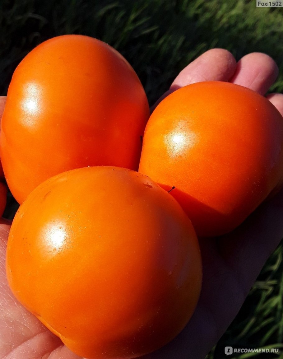 Сорт томатов хурма