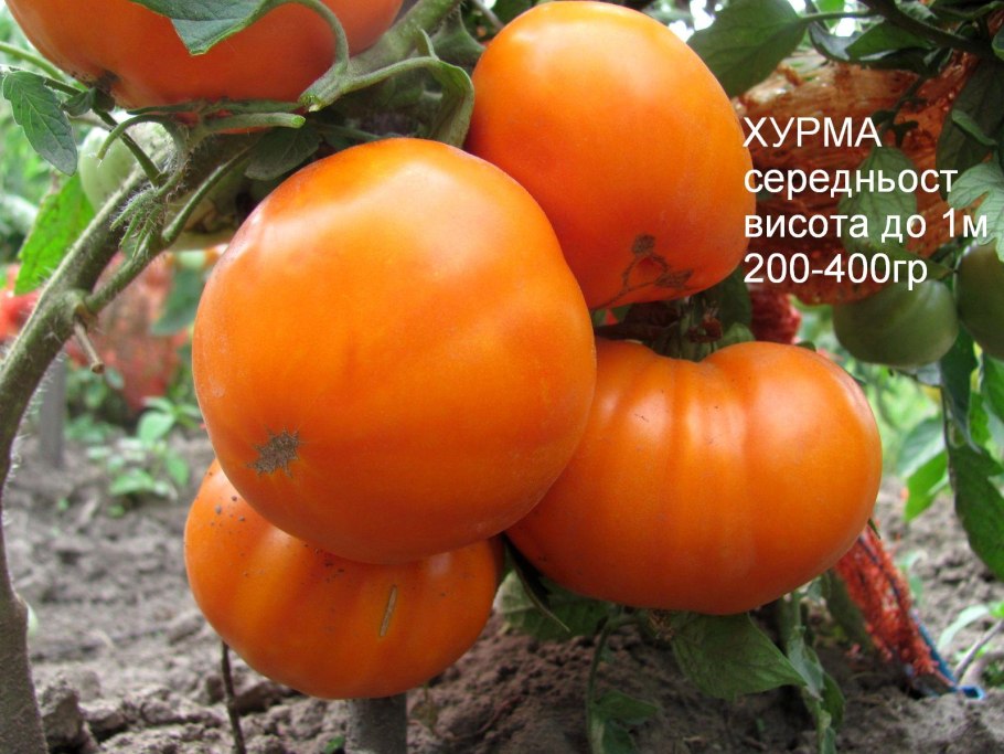 Томат персимон хурма