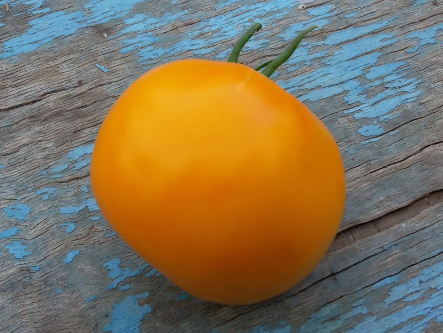 Сорт томатов хурма