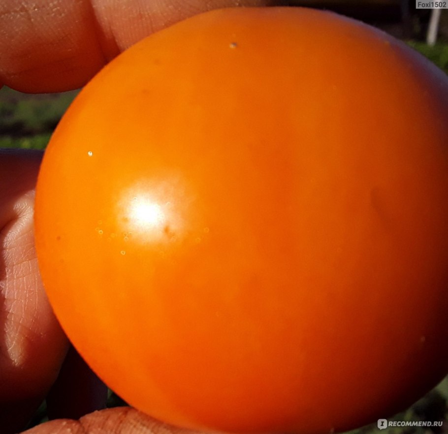 Сорт томатов хурма