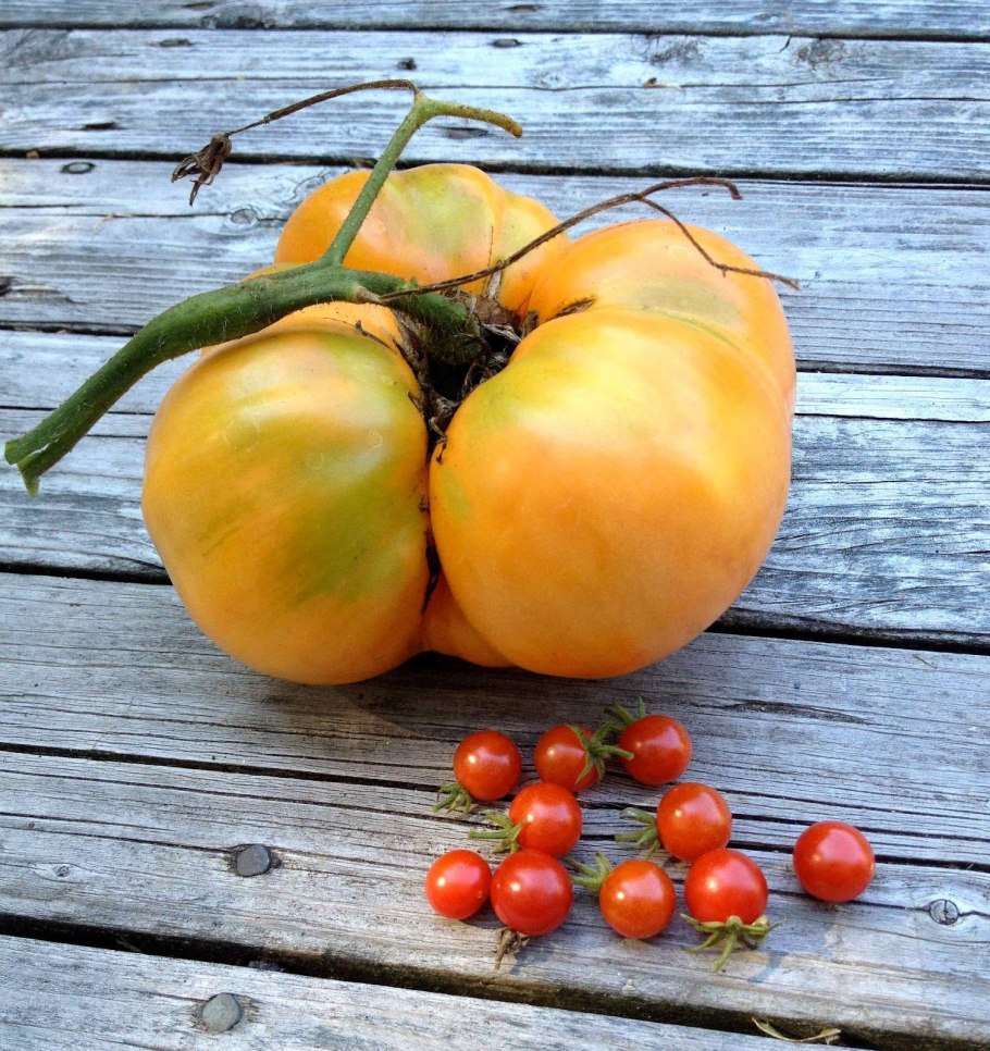 Семена томат хурма