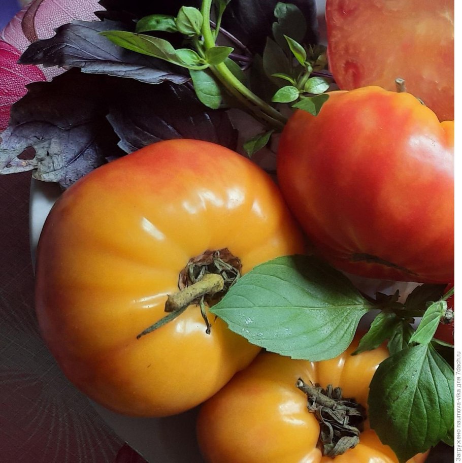 Томат хурма ТОМАГРОС