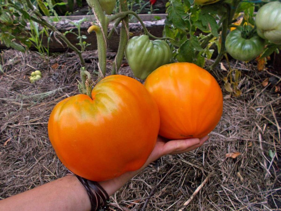 Томат хурма Гавриш белый пакет