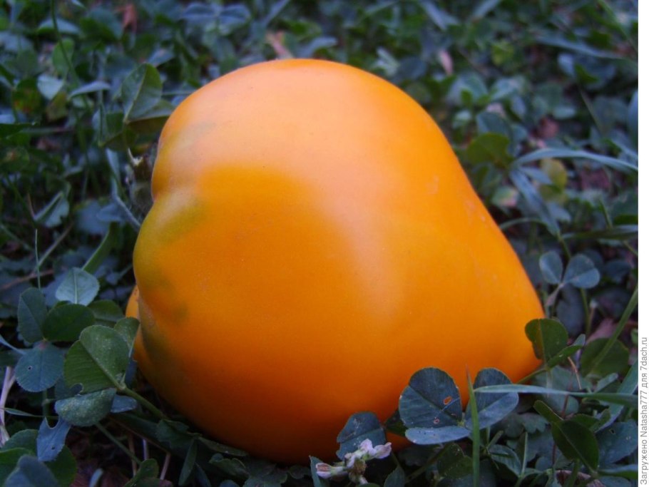 Томат "хурма" (Гавриш), 0,1 г