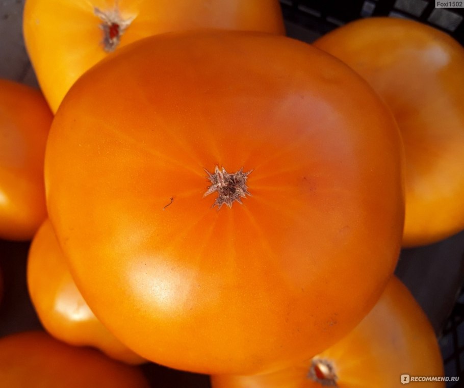 Томат хурма ТОМАГРОС