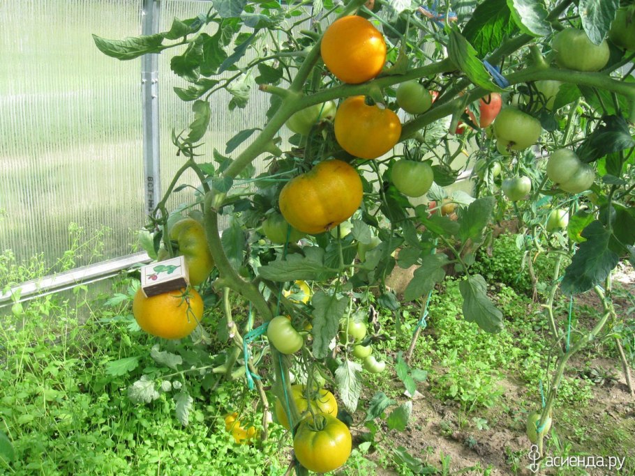 Сорт томатов хурма