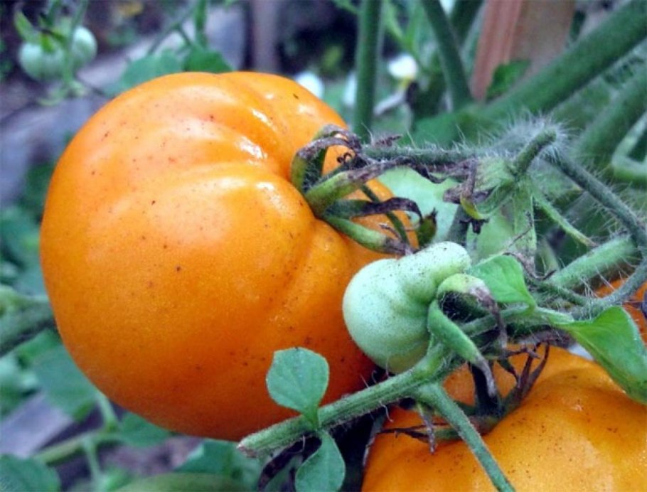 Хурма оранжевая томат