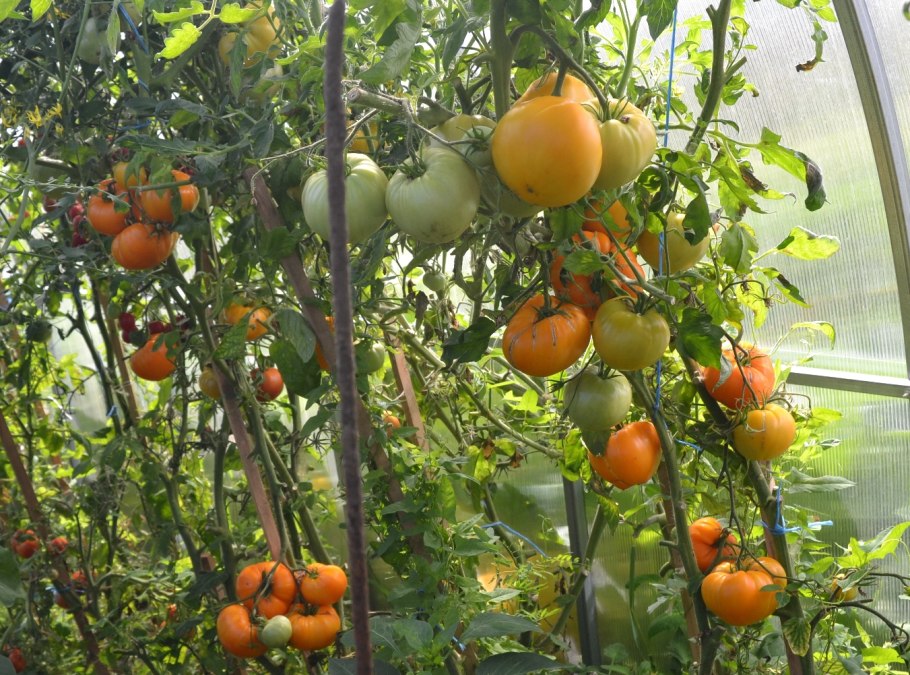 Сорт томатов хурма