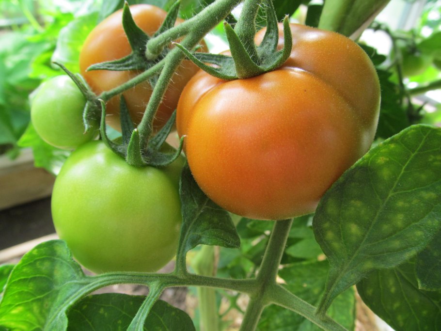 Сорт томатов хурма