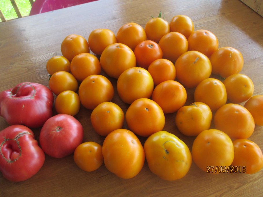 Томат персимон хурма