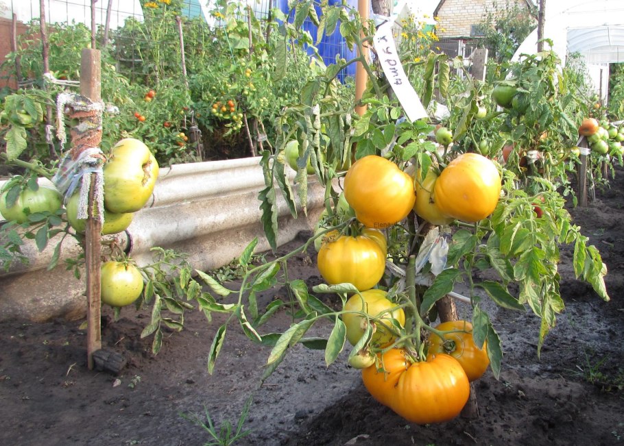 Сорт томата