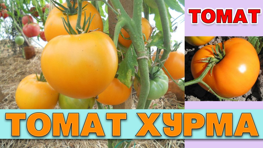 Томат персимон хурма