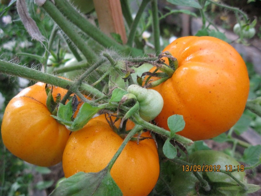 Томат хурма семена Алтая