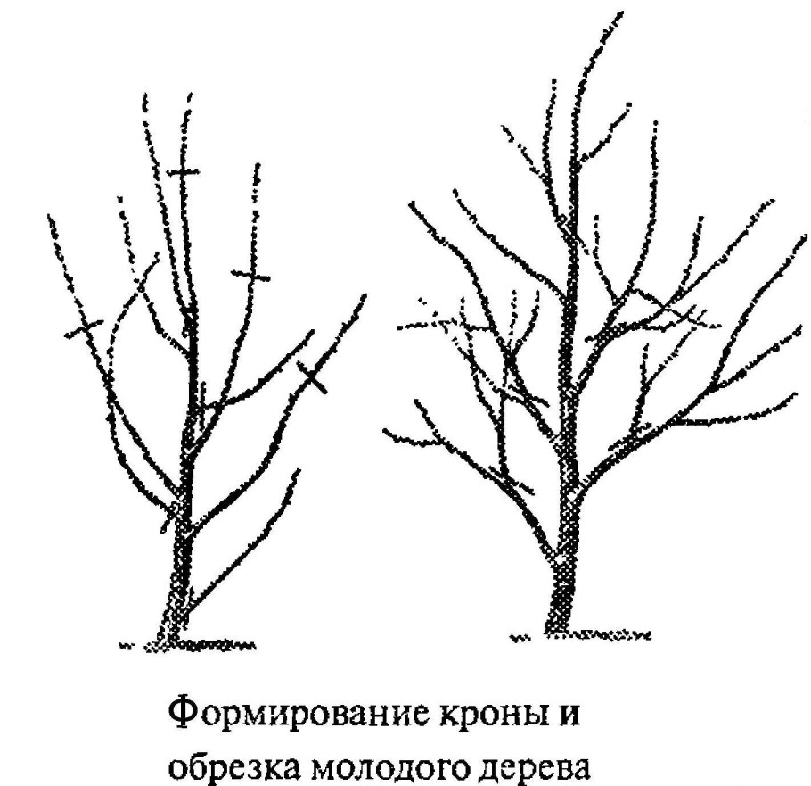 Весенняя обрезка плодовых деревьев