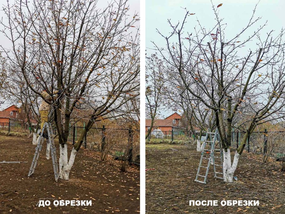 Схема обрезки яблони весной