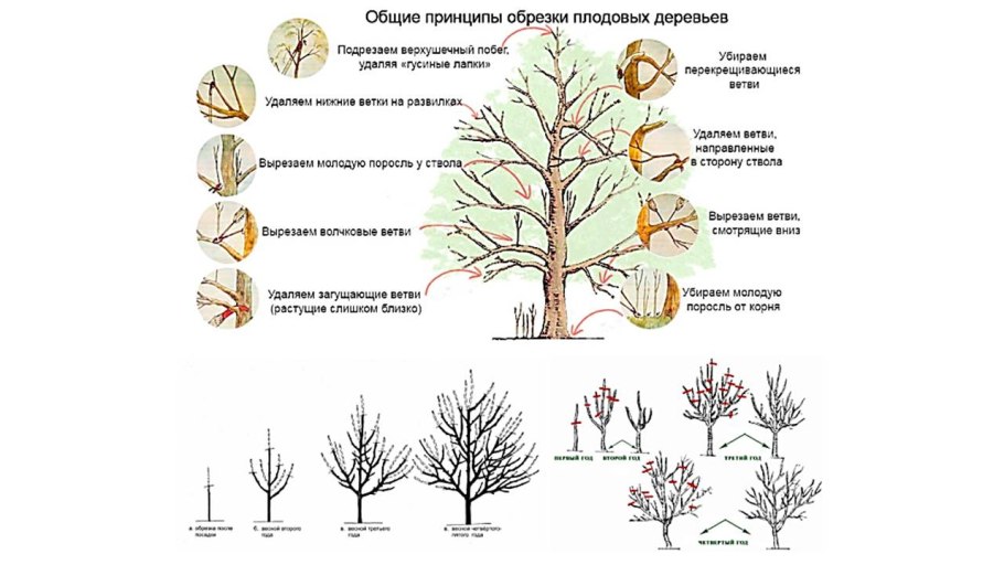 Древовидная и кустовая вишня