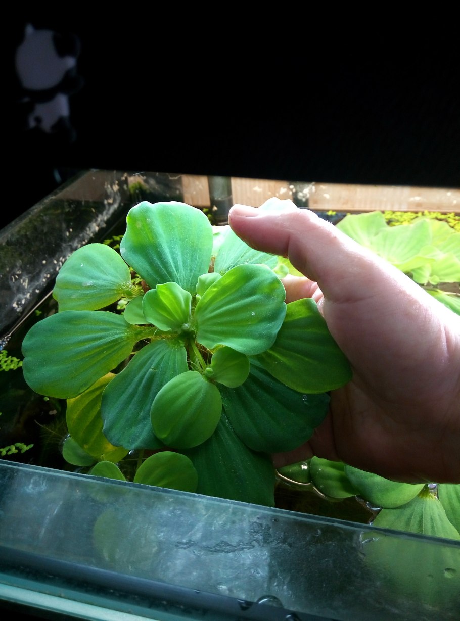 Пистия телорезовидная (водяной латук)