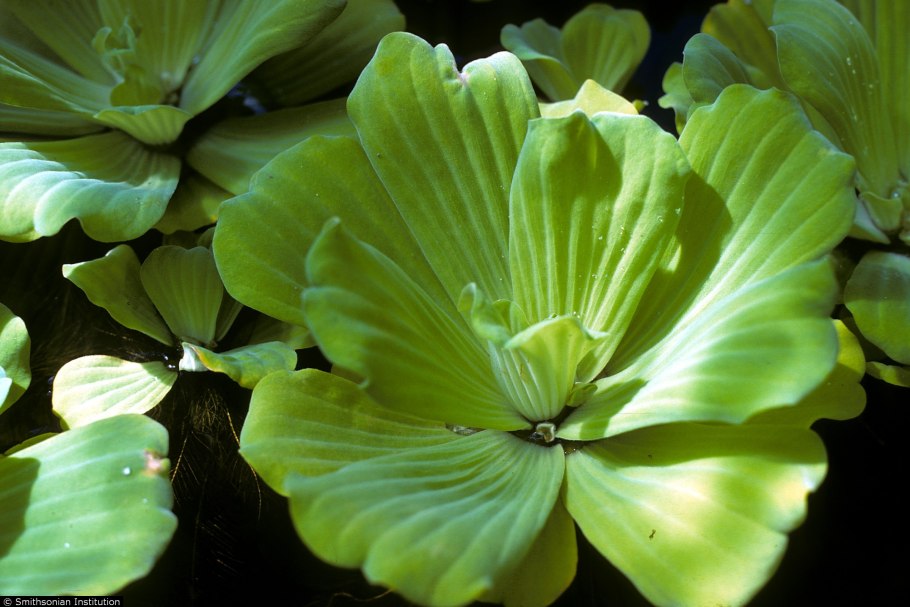 Пистия телорезовидная Pistia Stratiotes