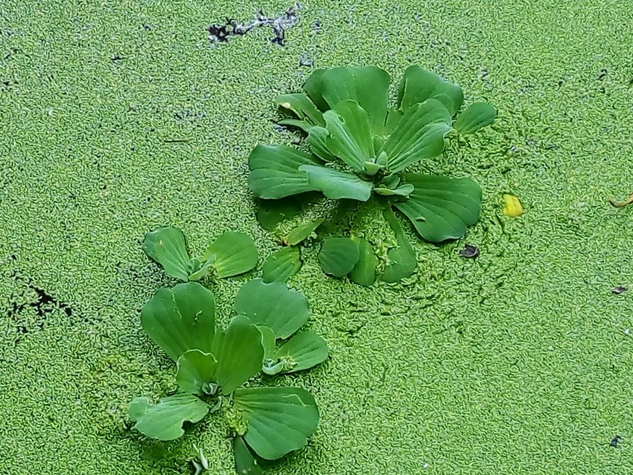 Ряска пистия водокрас