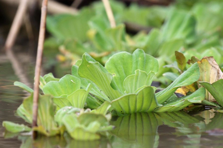 Пистия телорезовидная Pistia Stratiotes