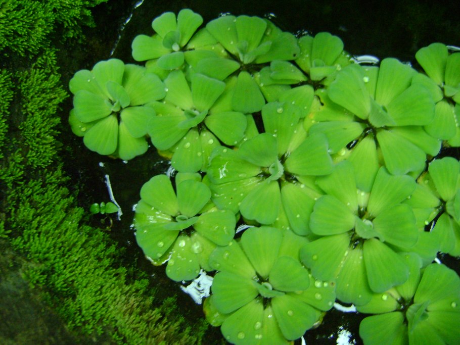 Пистия аквариумное цветет?