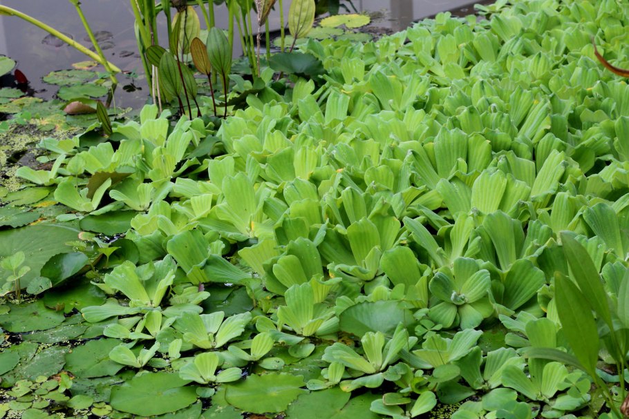 Орнитум Водный