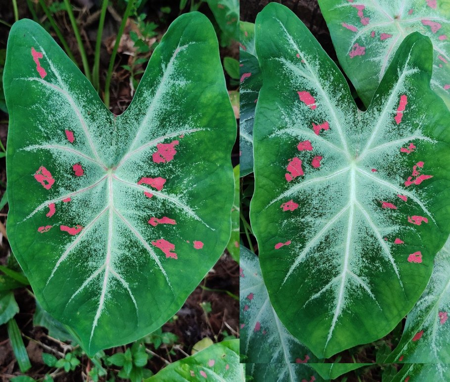 Каладиум зеленый