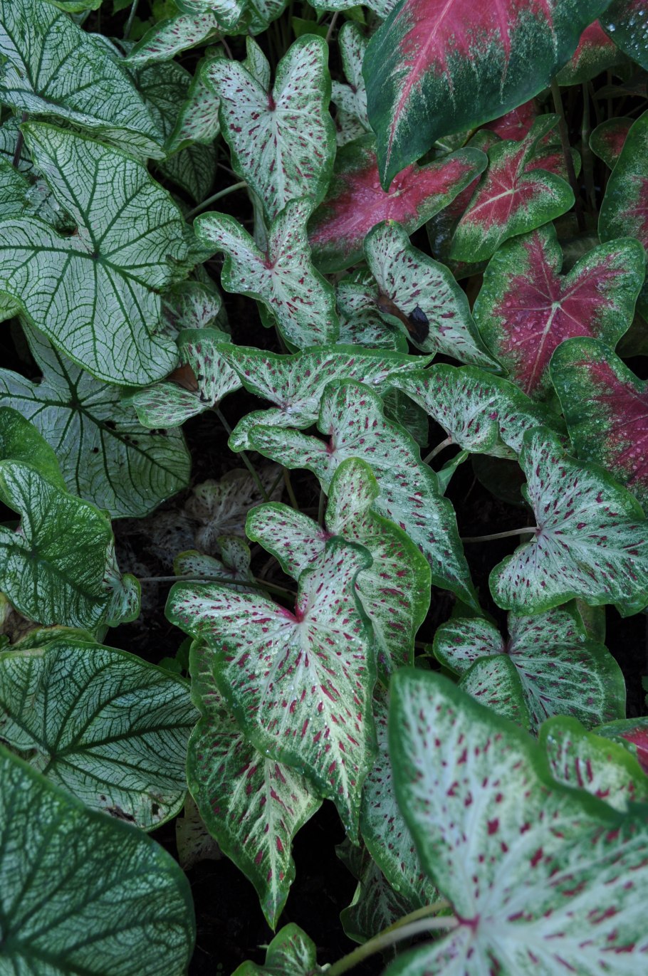 Каладиум Пепперминт