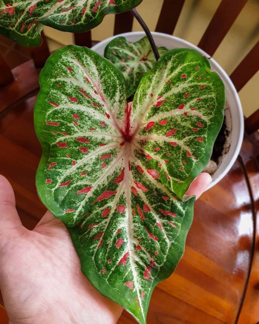 Каладиум Аарон