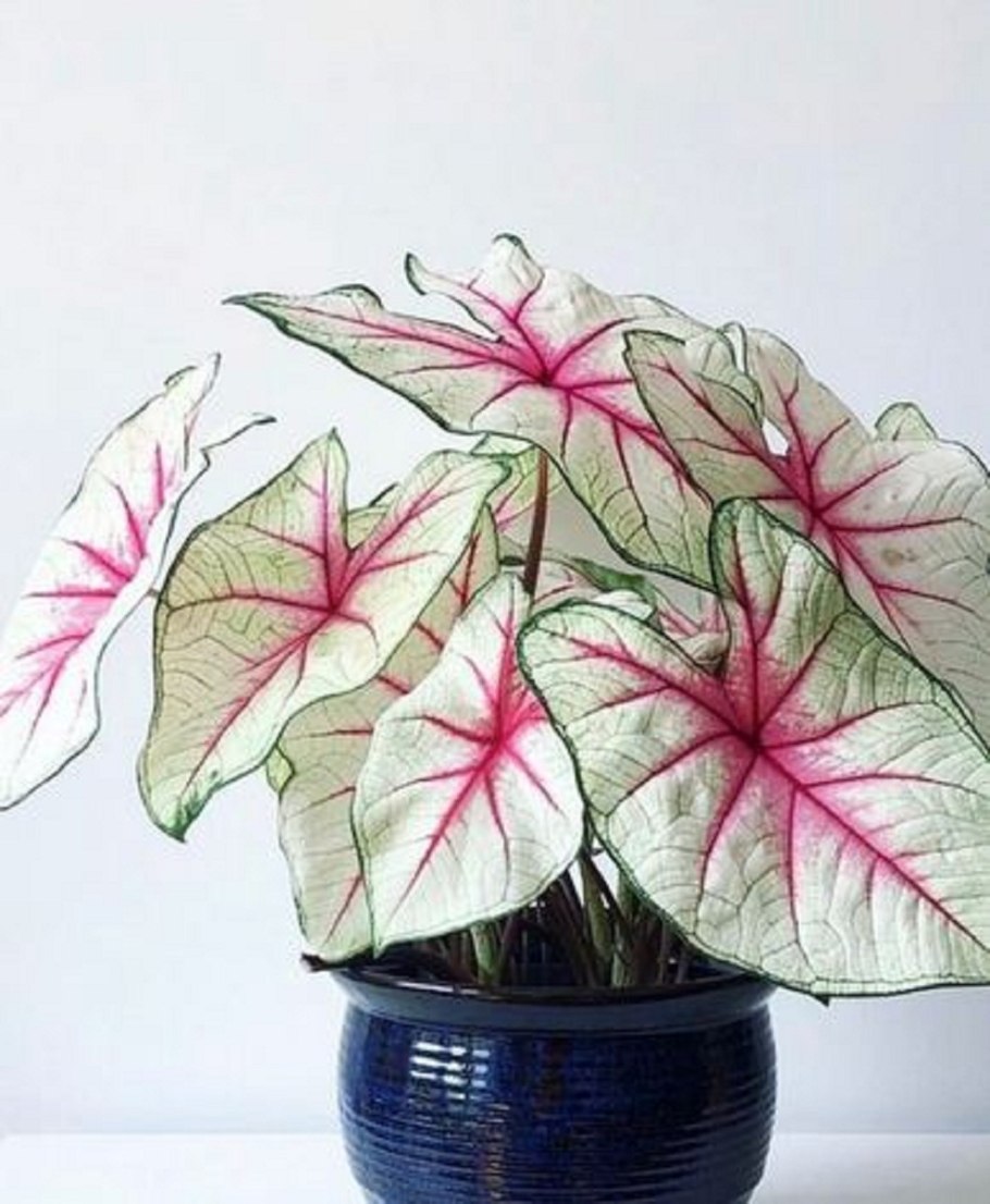 Caladium Strawberry Star