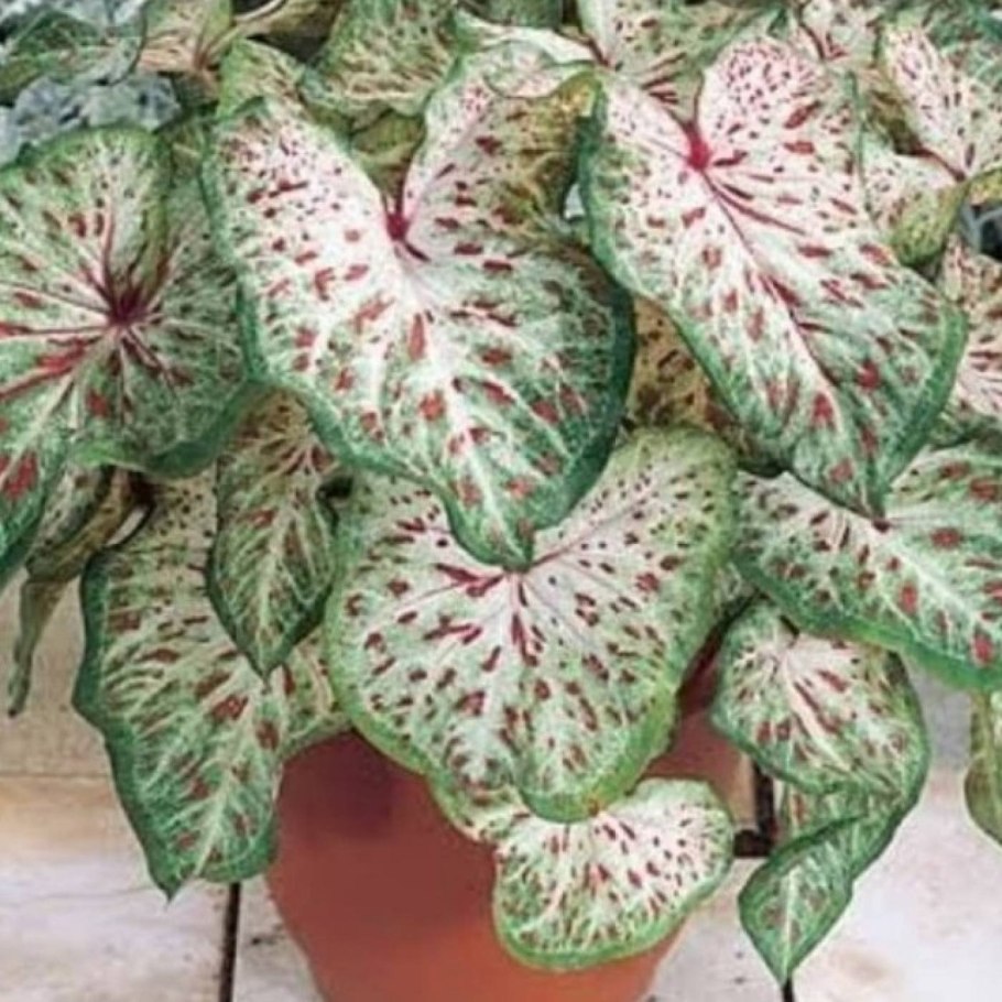 Каладиум Pink Panther