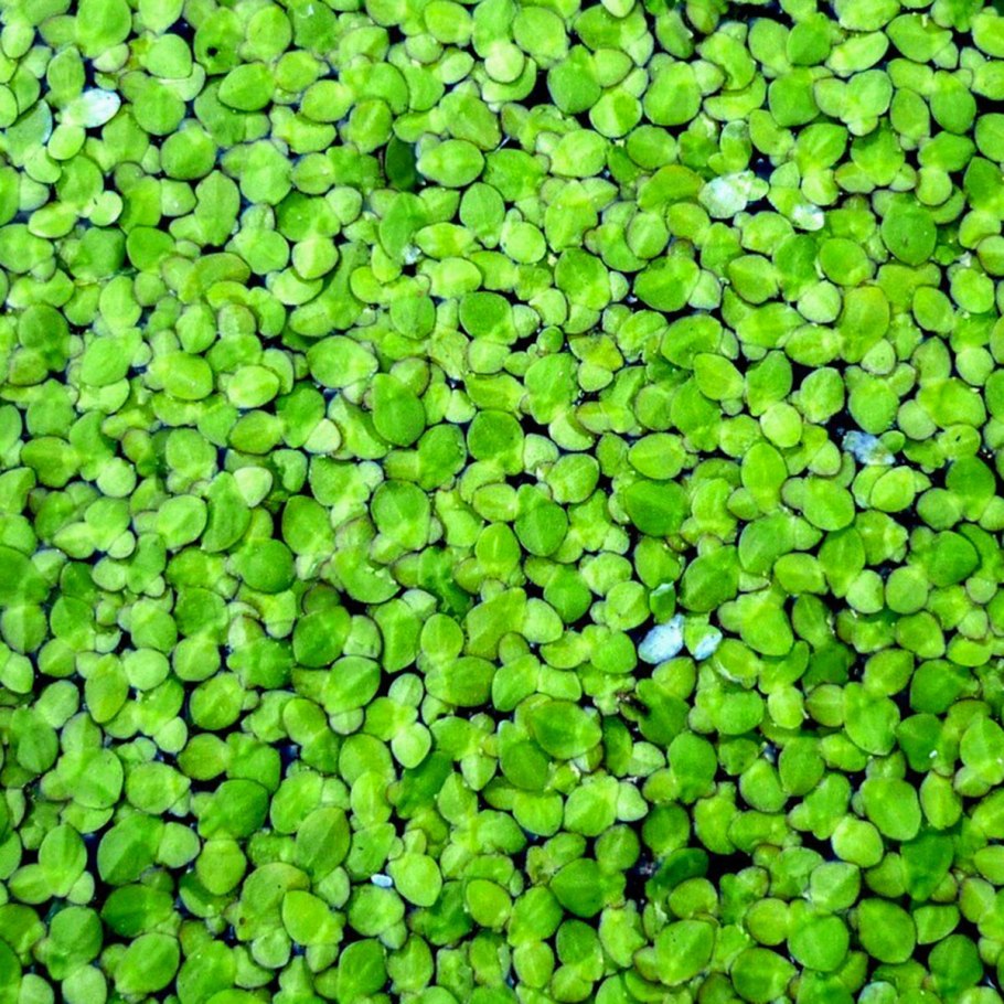 Ряска / Duckweed