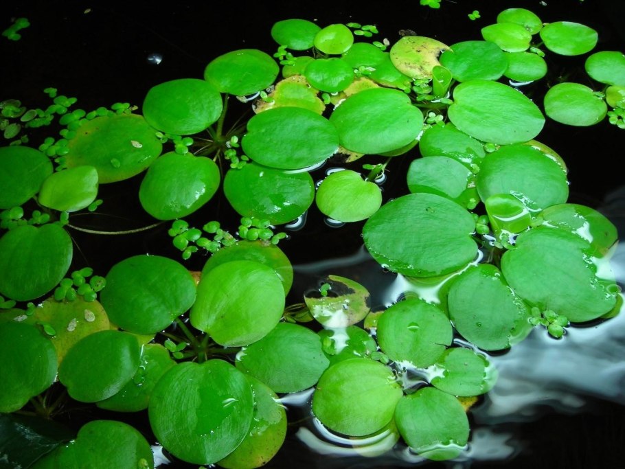 Риччия, пистия