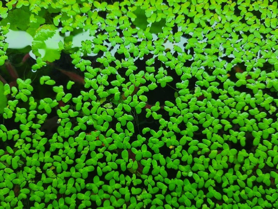 Ряска горбатая