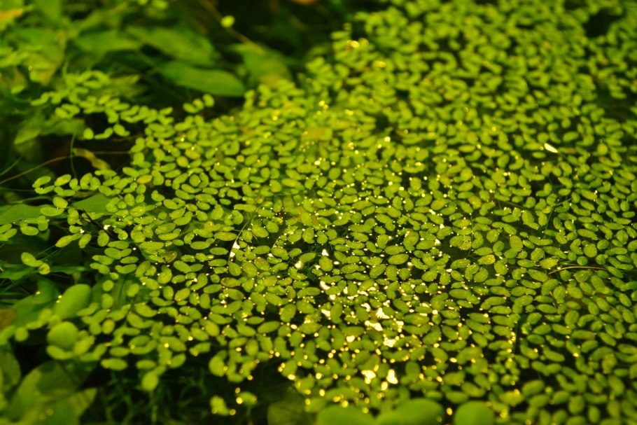 Ряска это водоросль