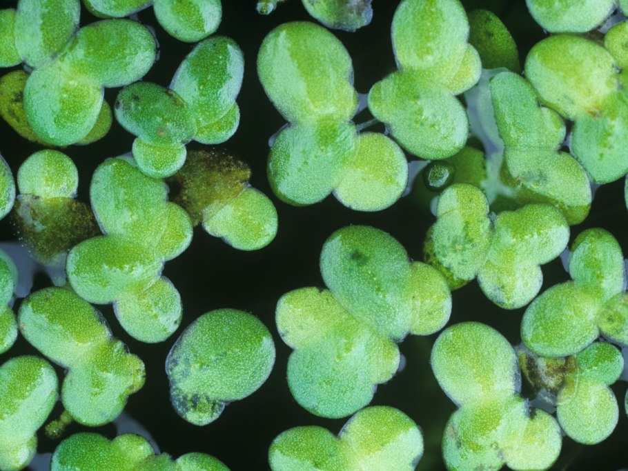 Lemna Minor Ряска